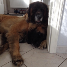 Bosse Flinn aus dem Sumpfloch 