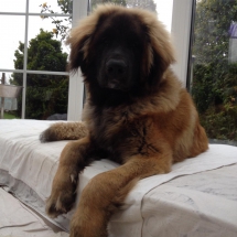 Bosse Flinn aus dem Sumpfloch 