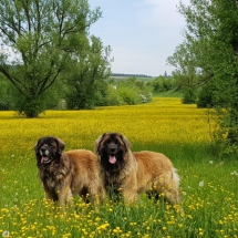 IMG-20190404-WA0020