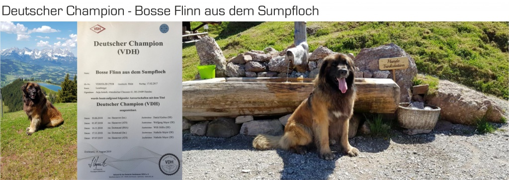 Bosse Flinn aus dem Sumpfloch - Deutscher Champion 2019